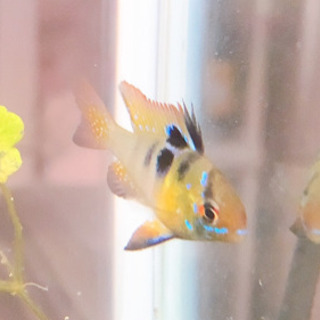 オランダラミレジィ 1匹　お譲りできます　熱帯魚