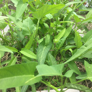 新鮮 無農薬 空芯菜(エンサイ)　夏野菜