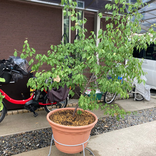 南高梅の木の画像