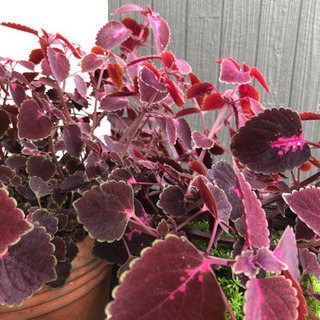 ワイヤープランツなど挿木・挿し芽にいかが？の画像