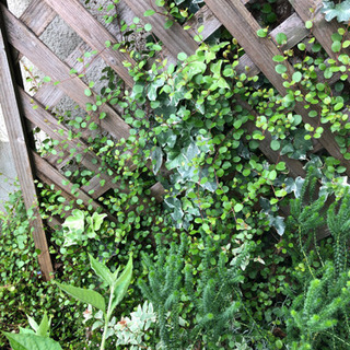 ワイヤープランツなど挿木・挿し芽にいかが？