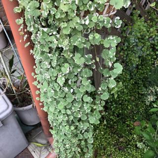 ワイヤープランツなど挿木・挿し芽にいかが？の画像