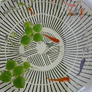 メダカ　10匹　色々セット！の画像