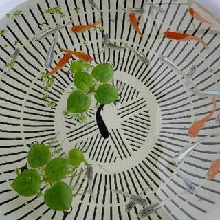 メダカ　10匹　色々セット！の画像