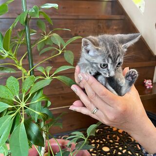 グレーキジの淡い毛並みが素敵な「おり」くん♂