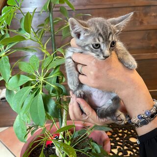 グレーキジの淡い毛並みが素敵な「おり」くん♂ - 鞍手郡