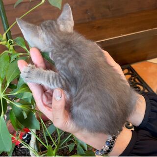 グレーキジの淡い毛並みが素敵な「おり」くん♂ - 猫
