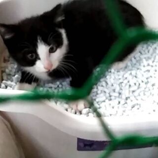 【一旦受付停止します】可愛い仔猫ちゃんです！