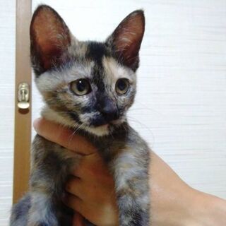 人懐っこいサビちゃん　里親決定しました