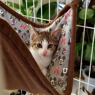 2ヵ月くらいの白キジ（♂）