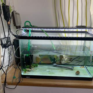 60センチ水槽等（プラティー2匹、ブッシープレコ1匹、アヌビアス...