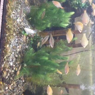 再販  水草（マツモ）10本以上　長さ20㎝以上・ミナミヌマエビ...