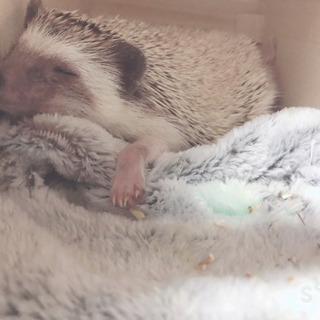 ハリネズミ