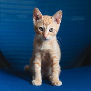 人懐こい茶トラの子猫♂生後2ヶ月程
