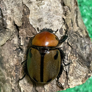 ヨツボシヒナカブト　♀単　即ブリ