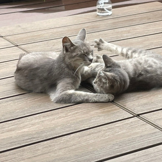 仲良し親子ネコ
