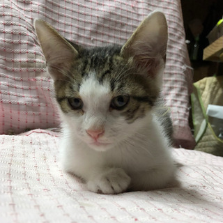 2ヶ月半の兄妹子猫　キジ白 - 猫