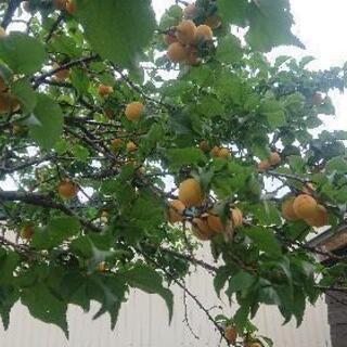 (募集終了)ジャムや梅干しに。の画像