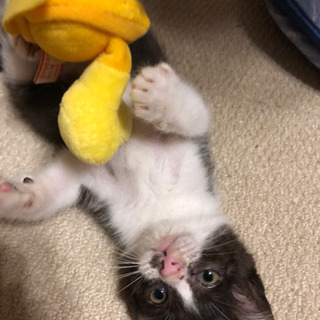 捨て猫白黒猫　メス