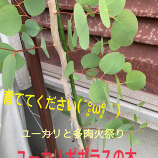 ☆ユーカリポポラスの木　多肉火祭り　大事に育ててあげて下さい(๑...