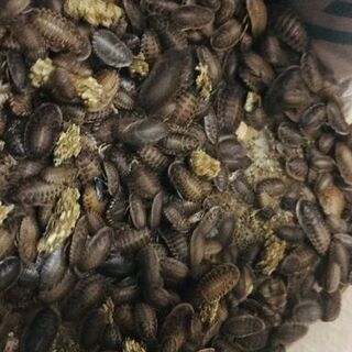 デュビア　生まれたて～2センチ　100匹