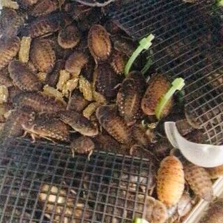 デュビア　1センチ～4センチくらい　100匹