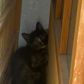 自宅の物置で子猫が生まれてました。 - 守山市