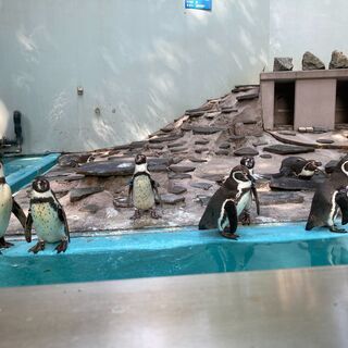 動物好きな友達募集（動物カフェに行ったり・動物の可愛い画像や動画...