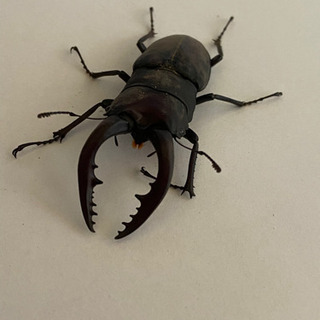 秋田県田沢産　ノコギリクワガタ♂3匹