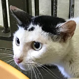譲渡になりました　🌿ありがとうござい　ま　した🌿
