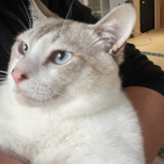 急募✰シャム×トラ🐾琥珀