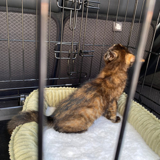 自宅の物置で子猫が生まれてました。 − 滋賀県