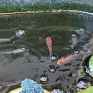 三色錦メダカ今年生まれ稚魚5匹 