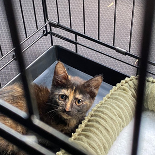 自宅の物置で子猫が生まれてました。 - 猫