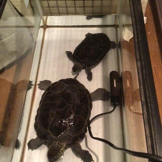 カメ二匹をお譲りします
