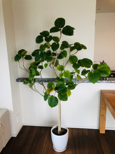 フィカスウンベラータ/観葉植物/9号鉢