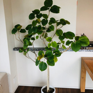 フィカスウンベラータ/観葉植物/9号鉢