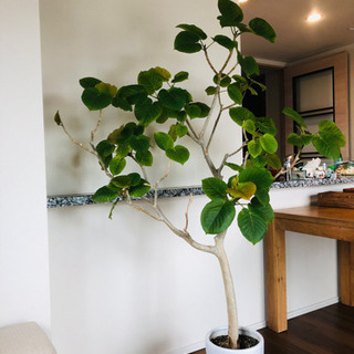 フィカスウンベラータ/観葉植物/9号鉢 フィカスウンベラータ/観葉植物/9号鉢