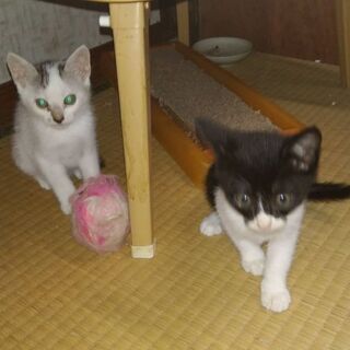 子猫　3.5か月