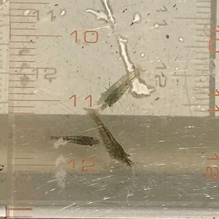 ミナミヌマエビ　春以降の稚エビ　(1匹5円～)
