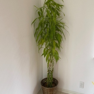 観葉植物　ラッキーバンブー