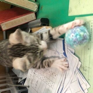 里親募集