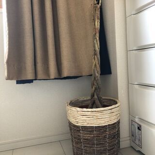葉のないパキラ譲ります