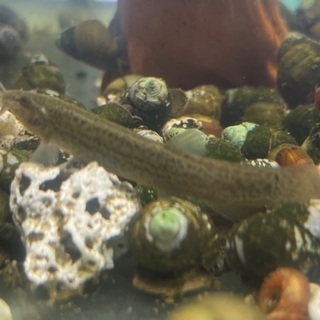 🐟ドジョウ 差し上げます