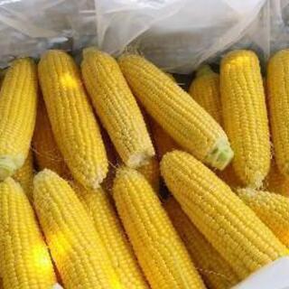 とうもろこし 朝採り B品50本セット