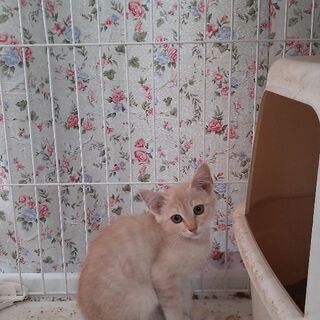 おっとり系で賢い！薄茶色仔猫（男の子）