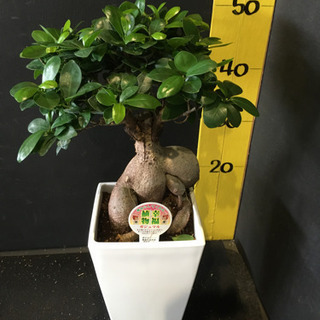 観葉植物　ガジュマル
