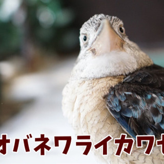【☆ワライカワセミ里親様募集中！】大事に飼ってくださる方からのご応募、お待ちしております！ - 東金市
