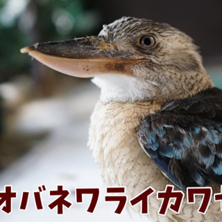 【☆ワライカワセミ里親様募集中！】大事に飼ってくださる方からのご応募、お待ちしております！の画像