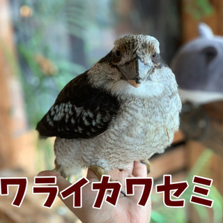 【☆ワライカワセミ里親様募集中！】大事に飼ってくださる方からのご応募、お待ちしております！ − 千葉県